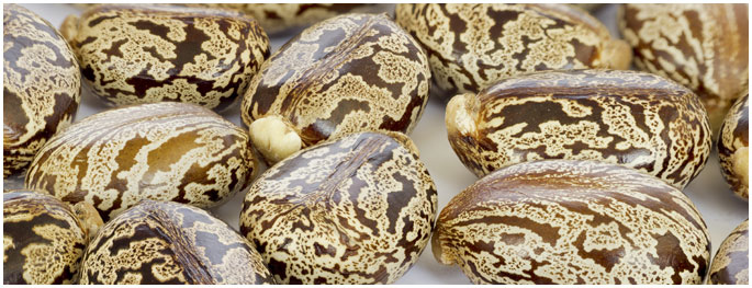 castor-seeds-extraction-meal