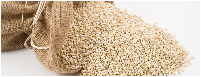 feed-barley