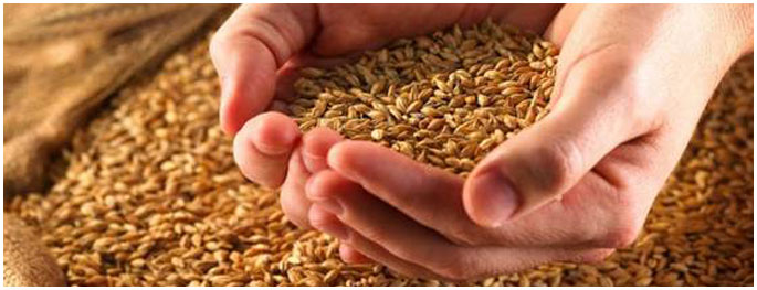 indian-milling-wheat