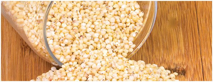 sorghum
