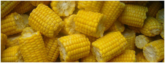 yellow-maize